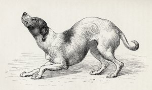 Chien dans un état d